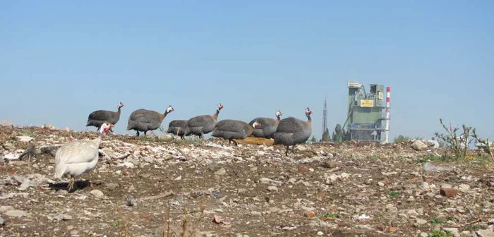 Pe gunoiul adunat în zona podului Densuşianu îşi fac veacul un cârd de bibilici