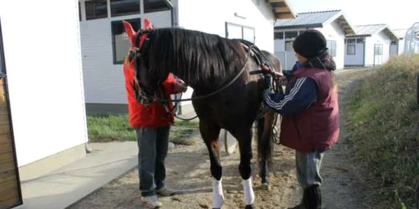 Şapte cai trăpaşi s-au cazat la Hipodromul de la Ploieşti