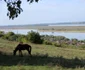 Ostrov - punct turistic al vinului din Dobrogea Foto Ion D.