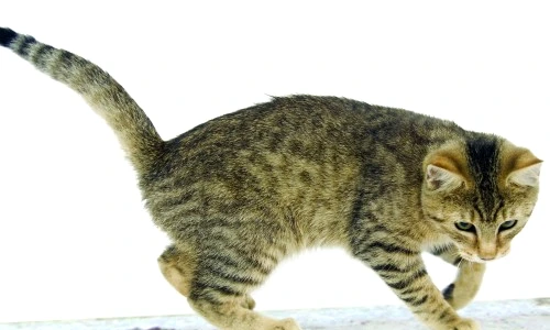 1 47427 original jpg jpeg