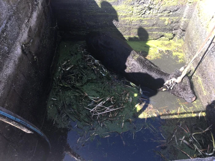 Imagini cu taurul salvat din bazinul cu apă din Creţeni - Vâlcea Foto ISU Vâlcea