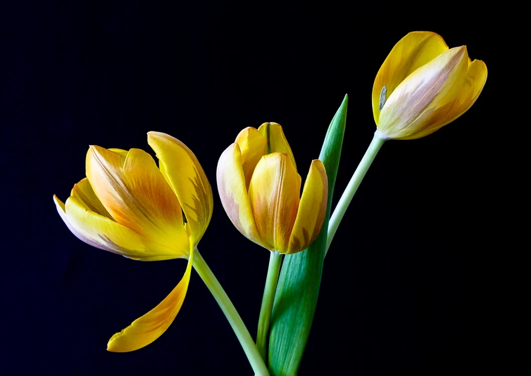 
    Foto Pixabay  