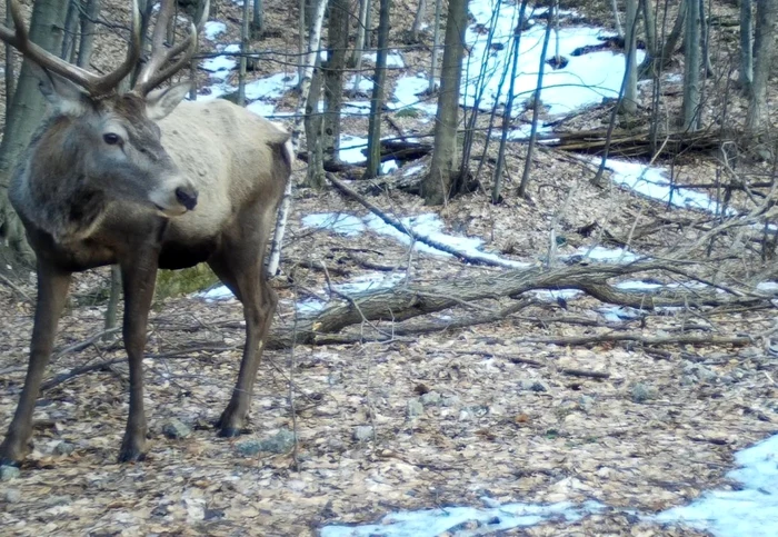 animale salbatice defileul jiului Foto