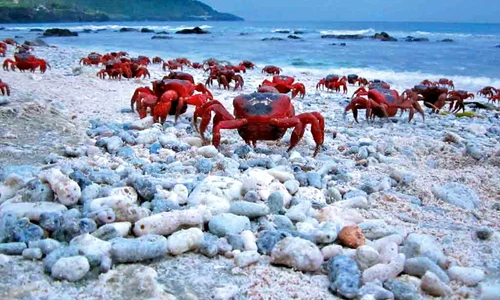 christmans island jpeg