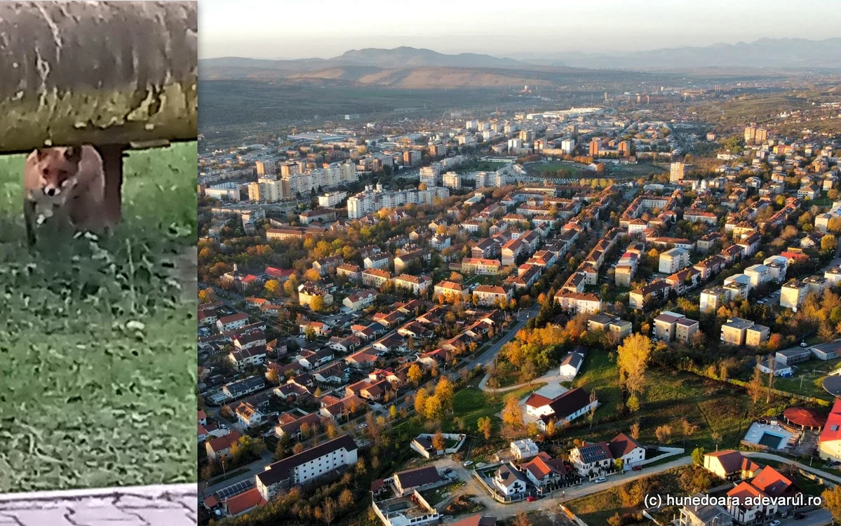 Vulpile pot fi și ele întâlnite în cartierele din Hunedoara. ADEVĂRUL