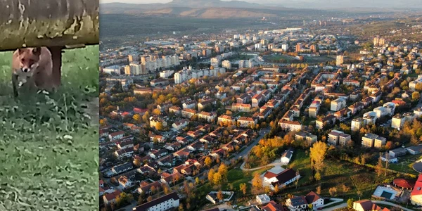 Vulpi in Hunedoara  Foto ADEVĂRUL (1) jpg