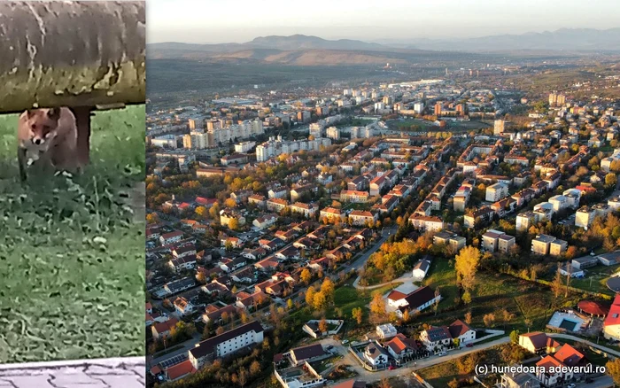 Vulpile pot fi și ele întâlnite în cartierele din Hunedoara. ADEVĂRUL
