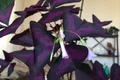 trifoi violet jpeg