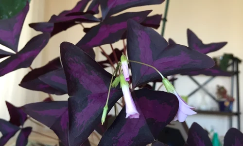 trifoi violet jpeg