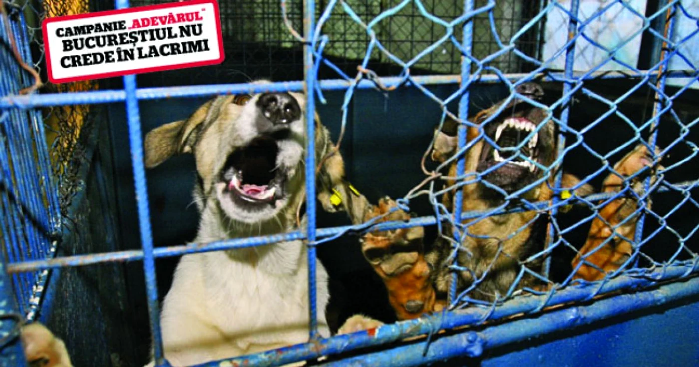 În 2009, aproape o treime din câinii din adăposturile Primăriei erau bolnavi de leptospiroză FOTO Adevărul