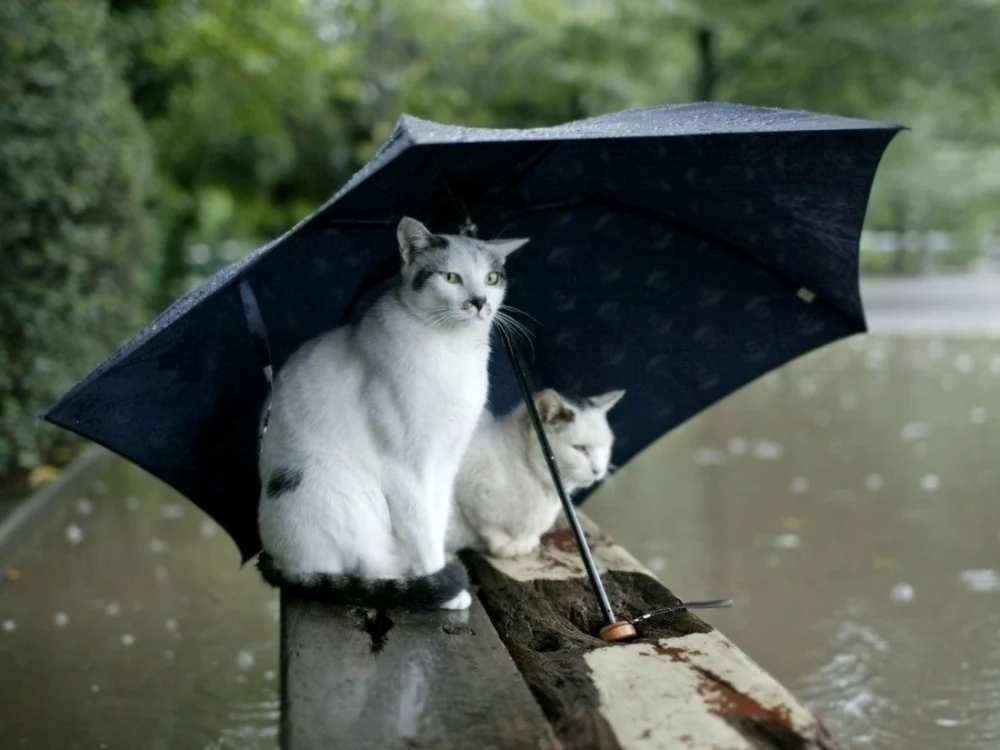 FOTO Pinterest
