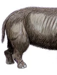 Rinocerul cu nas îngust, Stephanorhinus hemitoechus, era comun în Europa de Vest înainte de a dispărea acum aproximativ 40.000 de ani (© DiBgd / Wikimedia Commons / CC BY-SA 4.0)