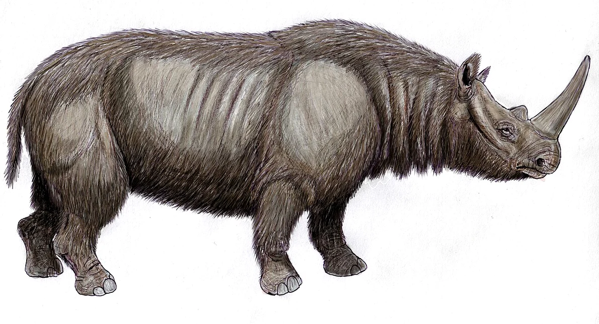 Rinocerul cu nas îngust, Stephanorhinus hemitoechus, era comun în Europa de Vest înainte de a dispărea acum aproximativ 40.000 de ani (© DiBgd / Wikimedia Commons / CC BY-SA 4.0)