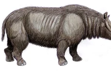 Rinocerul cu nas îngust, Stephanorhinus hemitoechus, era comun în Europa de Vest înainte de a dispărea acum aproximativ 40.000 de ani (© DiBgd / Wikimedia Commons / CC BY-SA 4.0)