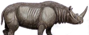 Rinocerul cu nas îngust, Stephanorhinus hemitoechus, era comun în Europa de Vest înainte de a dispărea acum aproximativ 40.000 de ani (© DiBgd / Wikimedia Commons / CC BY-SA 4.0)