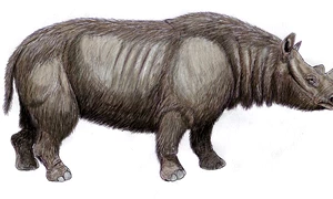 Rinocerul cu nas îngust, Stephanorhinus hemitoechus, era comun în Europa de Vest înainte de a dispărea acum aproximativ 40.000 de ani (© DiBgd / Wikimedia Commons / CC BY-SA 4.0)