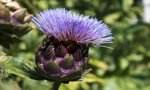 1 57513 original jpg jpeg