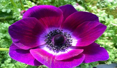 anemone 3 jpg jpeg