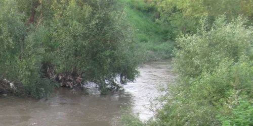 50 de salcii vor fi plantate pe malurile Cibinului