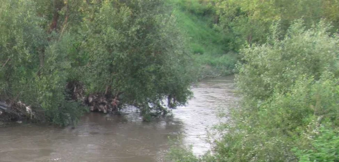 50 de salcii vor fi plantate pe malurile Cibinului