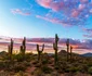 Cactus FOTO Shutterstock