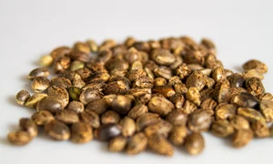 semintele de canabis jpeg