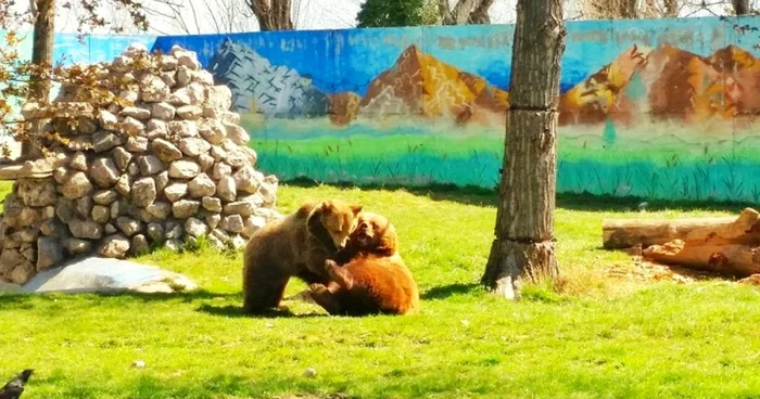 zoo tgv