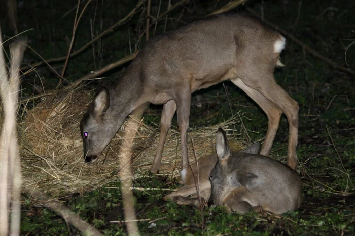 Bambi şi Faline sunt acum în sălbăticie