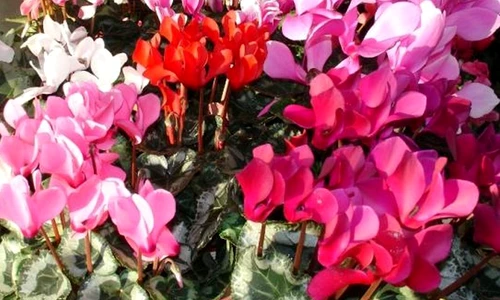 1 47858 original jpg jpeg