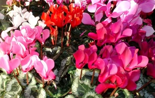 1 47858 original jpg jpeg