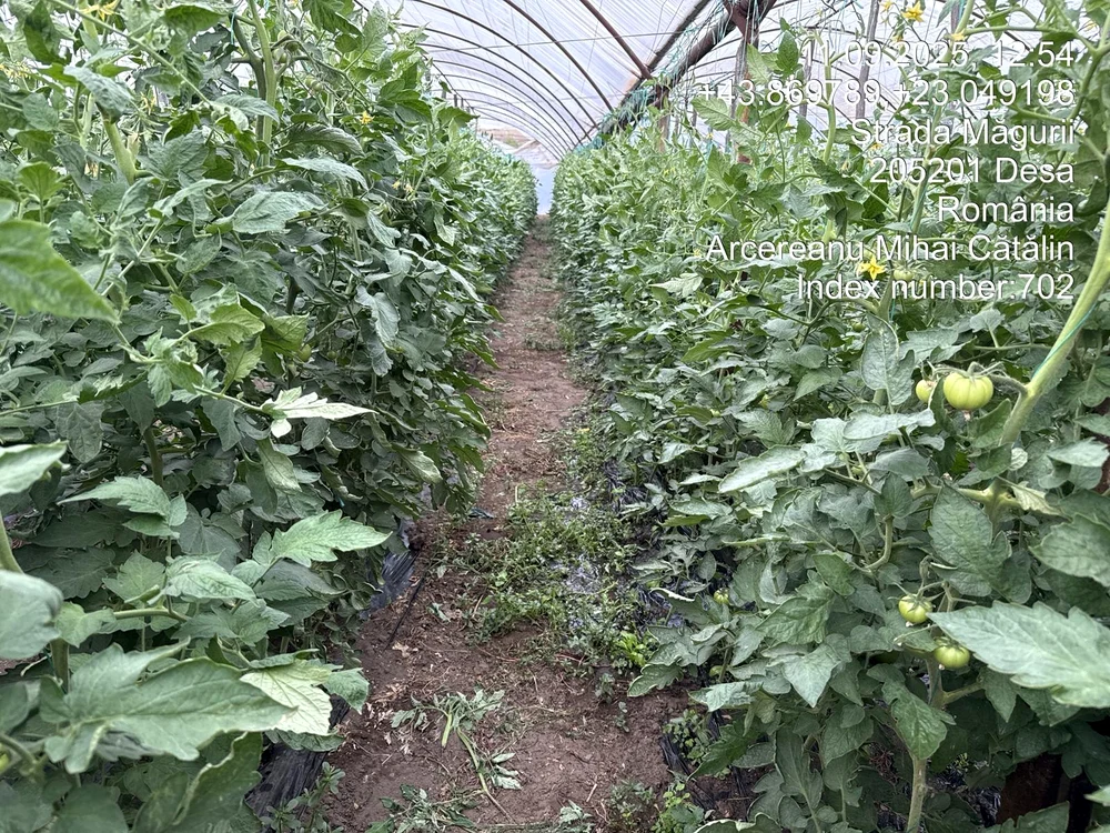 În Dolj s-a solicitat sprijin pentru peste 250 hectare cu legume în solarii FOTO: DAJ Dolj