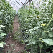 tomate in solar dolj   foto DAJ Dolj jpg