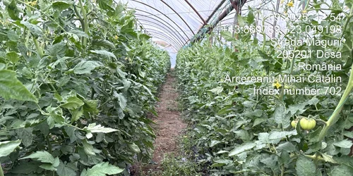 tomate in solar dolj   foto DAJ Dolj jpg