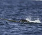 Cercetătorii au recurs la ajutorul narvalilor, aşa numiţii ”unicorni ai oceanului”, pentru a obţine mai multe informaţii despre efectele schimbărilor climatice asupra apelor frigidite ale golfului Baffin din Groenlanda  jpeg