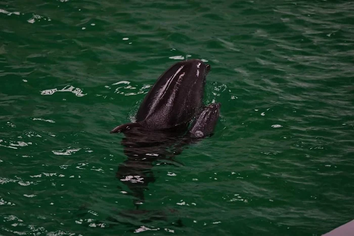 Baby, puiul născut în Delfinariul din Constanța FOTO Delfinariul Constanța