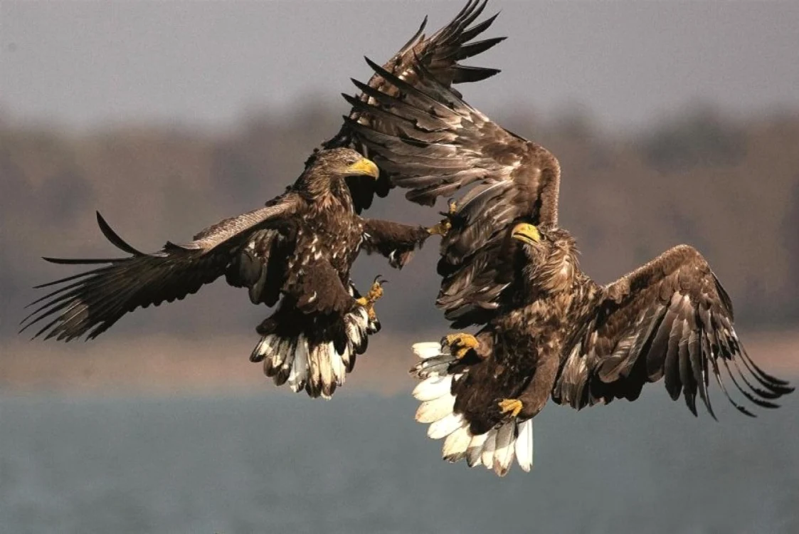 Vultur codalb FOTO Danubeparks