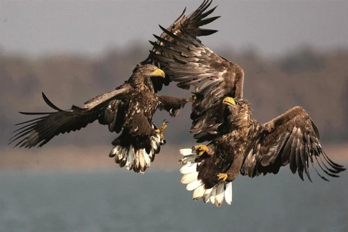 Viltur codalb FOTO Danube Parks