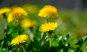 Papadie  Sursa Freepik com jpg