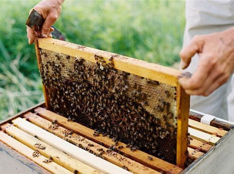 Apicultorii pot primi un ajutor de 25 de lei per familia de albine în 2024