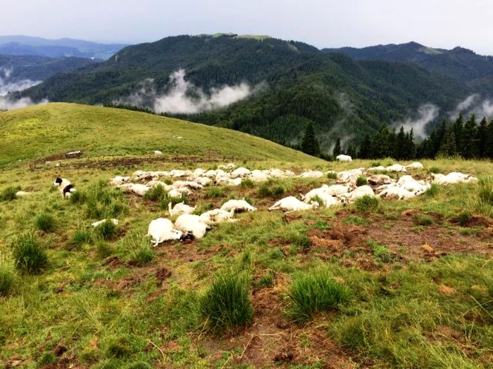 oi trasnite bucegi