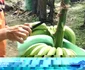 Anca Gheorghică pe plantaţiile de banane din Ecuador FOTO Arhivă personală