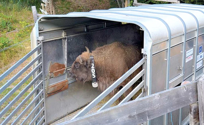 
    Romarta va trăi, de-acum înainte, în Munții ȚarcuFoto: WWF România  