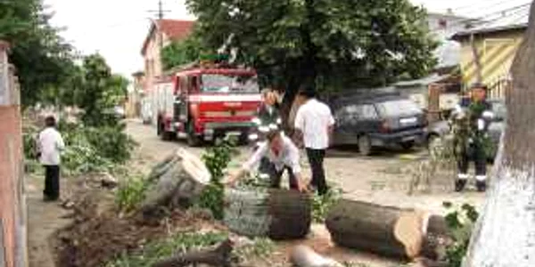 Copacii au rămas fără rădăcini după ce Electrica a săpat un şanţ de-a lungul străzii, chiar lângă arbori.