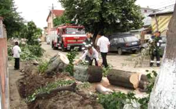 Copacii au rămas fără rădăcini după ce Electrica a săpat un şanţ de-a lungul străzii, chiar lângă arbori.