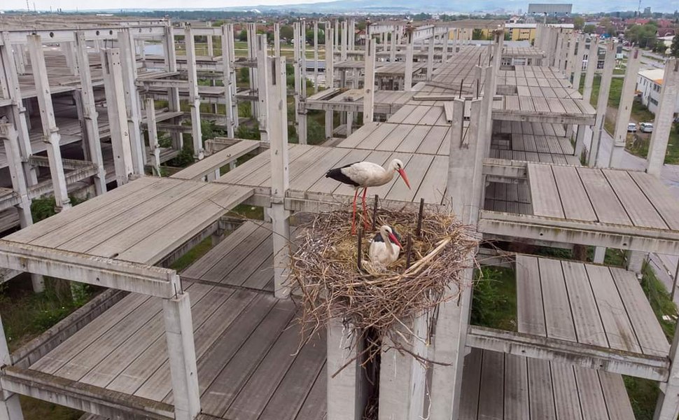 O mare colonie de berze din Europa, amenințată de războiul din Orientul Mijlociu. Migrația păsărilor, în pericol: „Suntem îngrijorați”