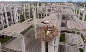 EXRtlYpXkAUSAer jfif