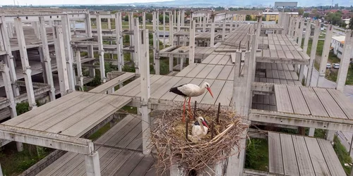 EXRtlYpXkAUSAer jfif