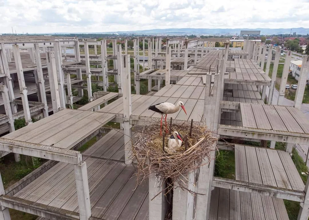 O mare colonie de berze din Europa, amenințată de războiul din Orientul Mijlociu. Migrația păsărilor, în pericol: „Suntem îngrijorați”