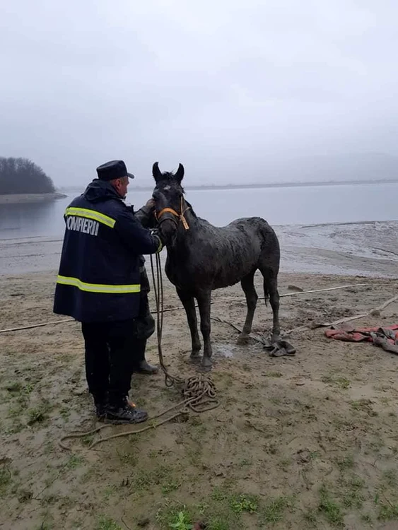 animalul a fost salvat cu ajutorul cabestanului de tractare, furtunurilor și corzilor de salvare din dotarea autospecialelor
