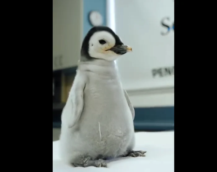 Puiul a ieşit din ou cu ajutorul personalului grădinii zoologice. FOTO Facebook SeaWorld San Diego